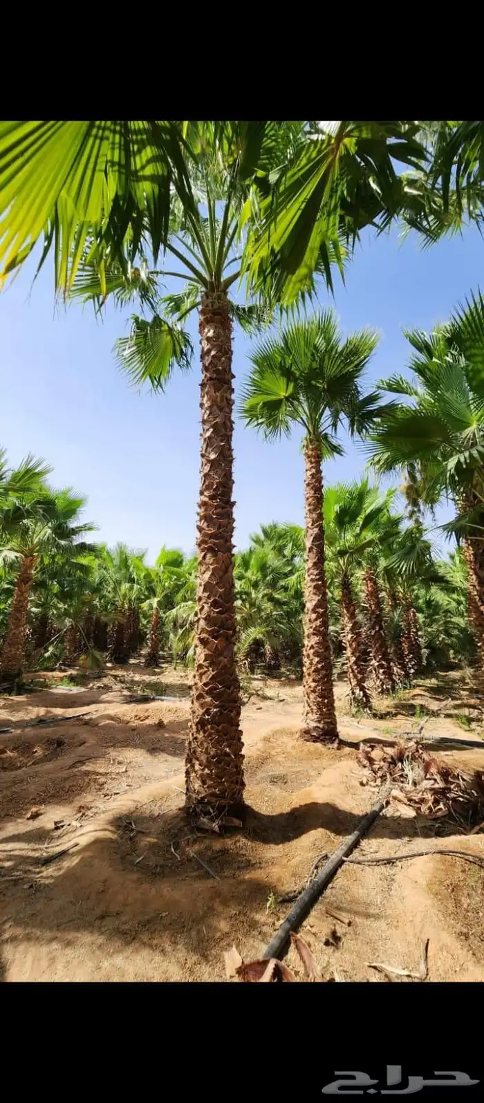 نخل واشنطني وملوكي فاخر من الاخر 8