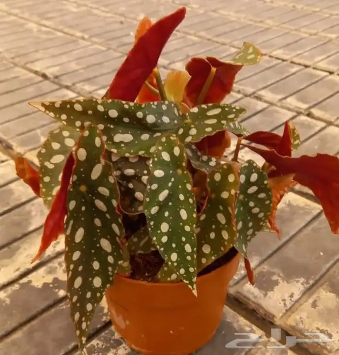 مؤسسة زهرة الخليج الزراعية -نجران -دحضة 4