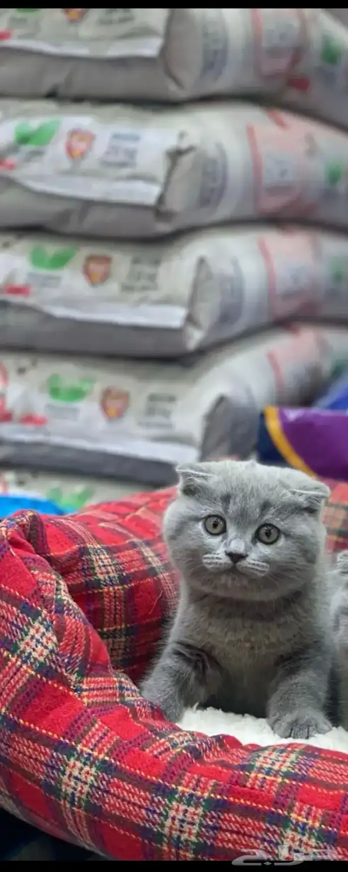 قطوه سكوتش فولد انثى 0