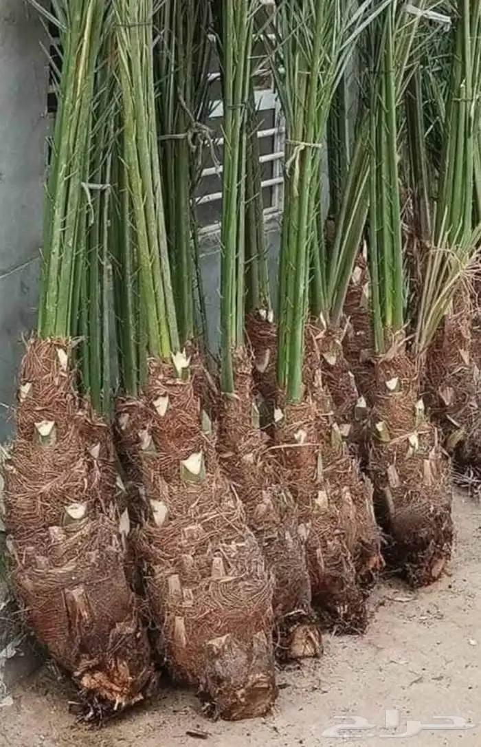 جميع أنواع النخيل 14