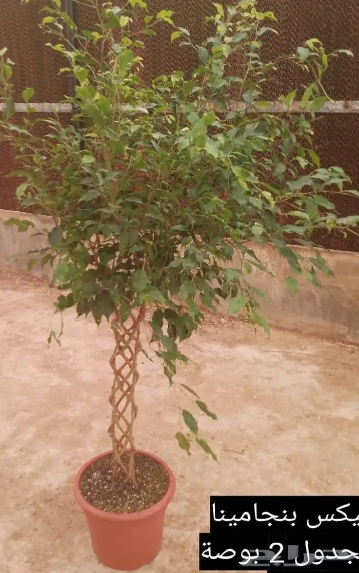 مؤسسة زهرة الخليج الزراعية -نجران -دحضة 5