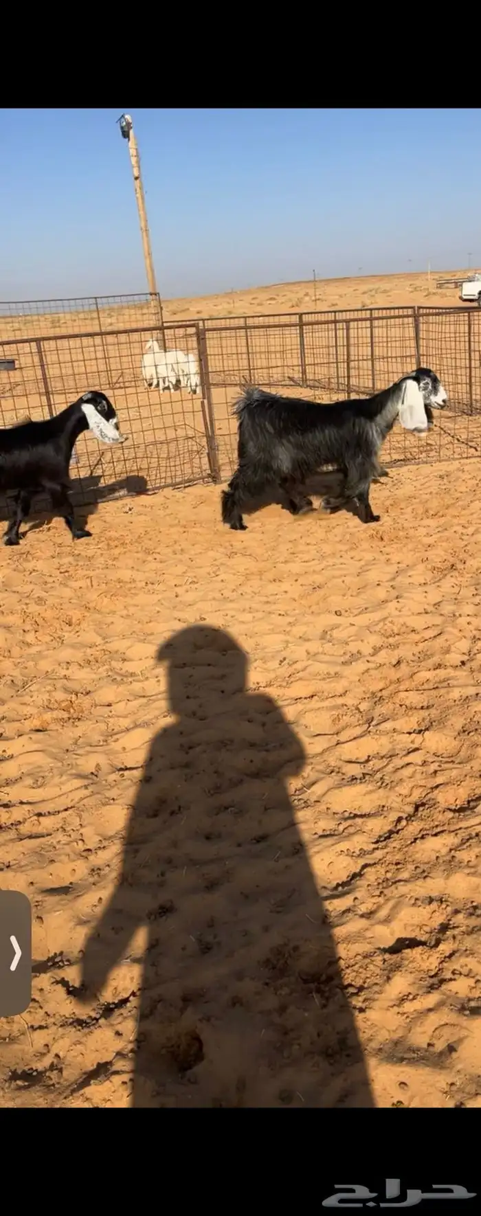 جفرات عوارض جذعات صنف 0