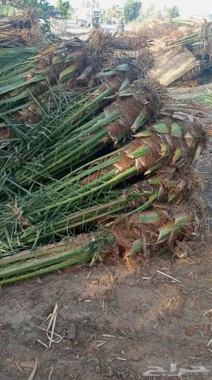 جميع أنواع النخيل 8