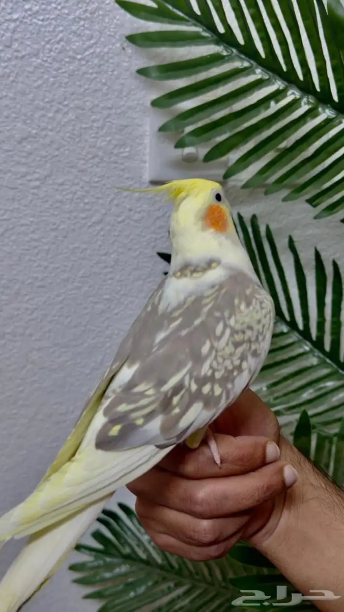 كروان أليف مع الصغير والكبير الحد 500 0