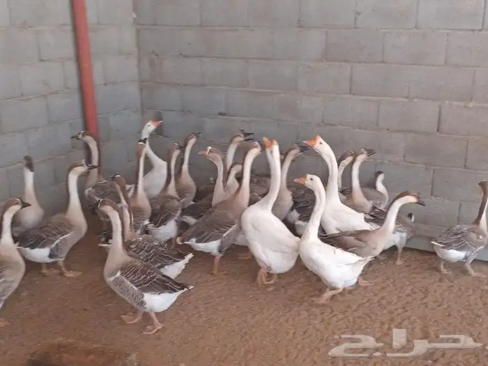 وز عراقي وبط بالتربيه 0