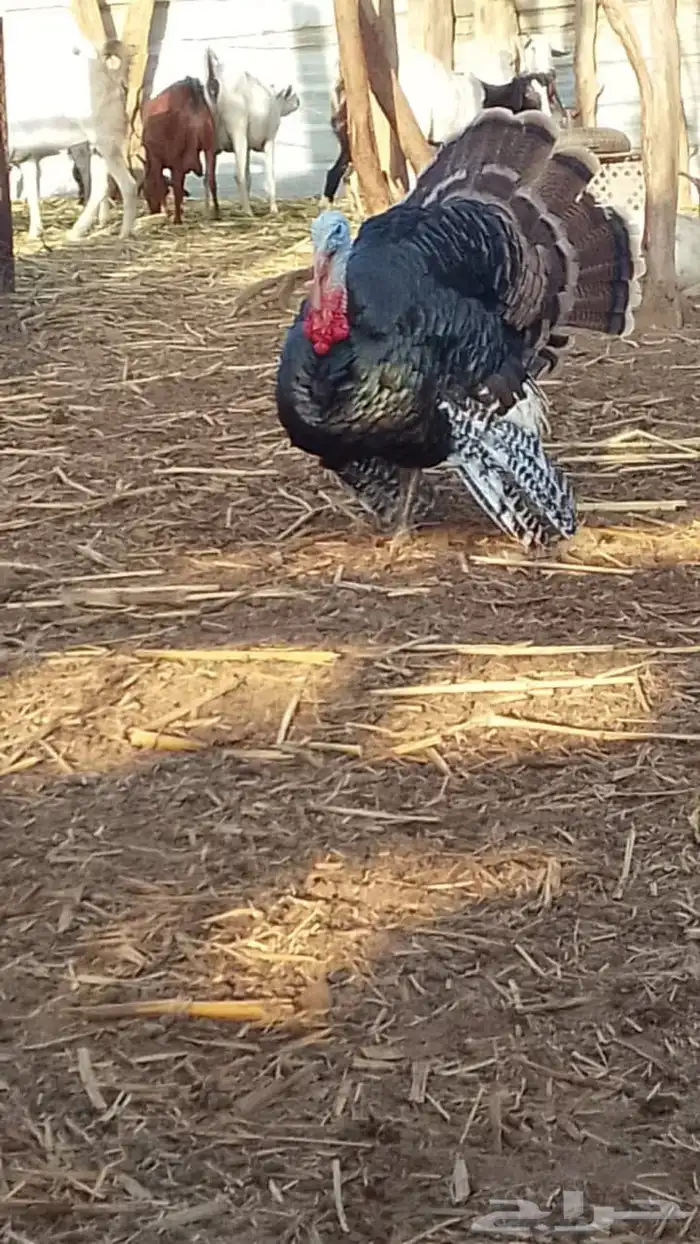 دجاج رومي ثنتين 0