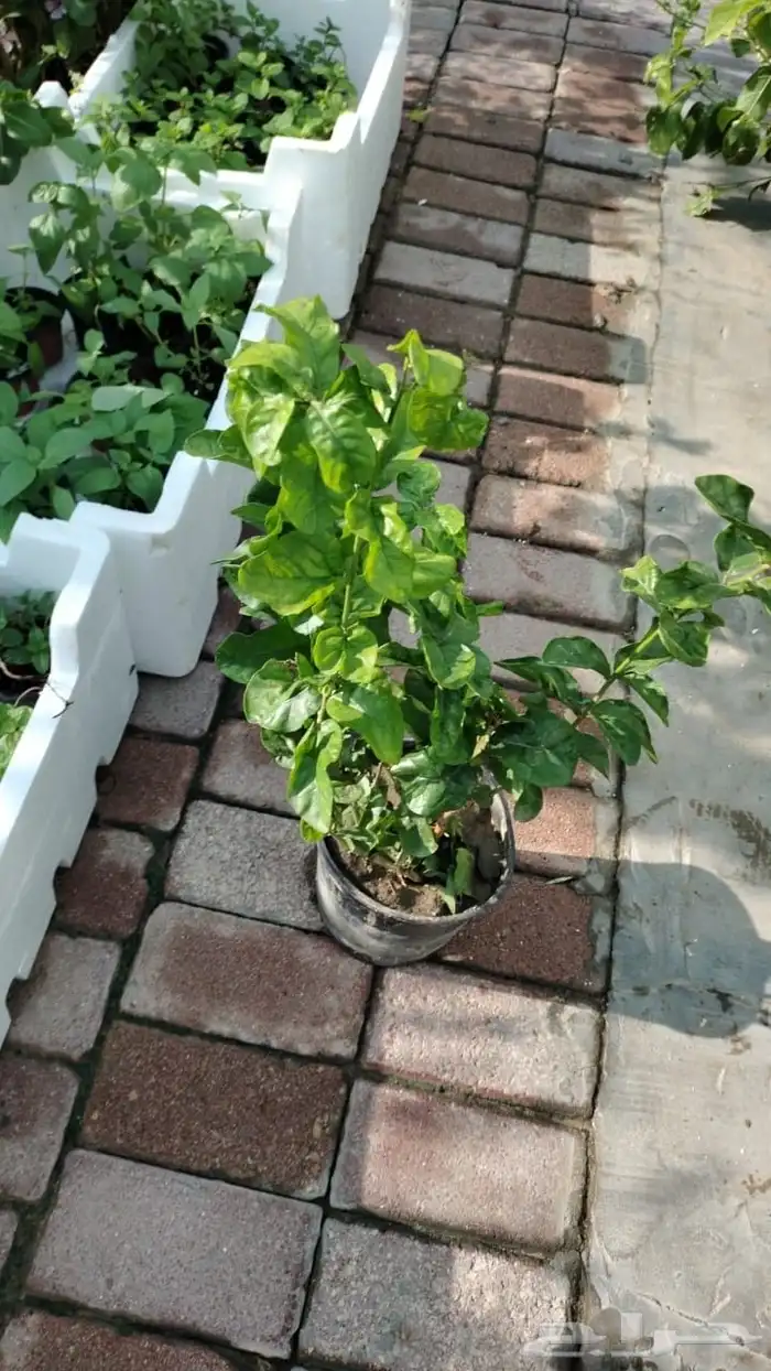 مزارع ومنسق حدائق 4