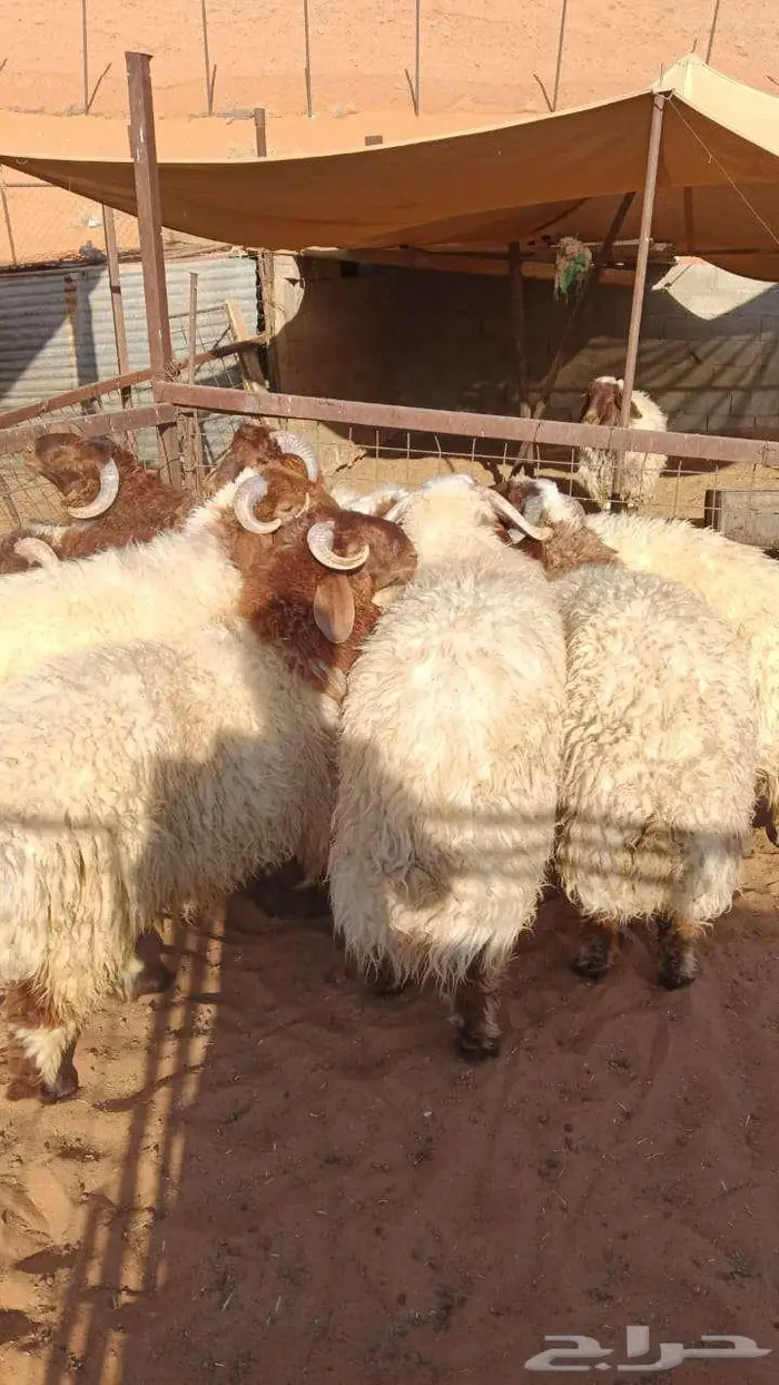 خرفان نعيم للبيع 1