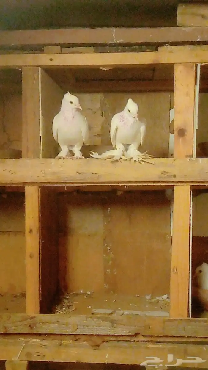 زوج حمام صنعاني ابيض 0