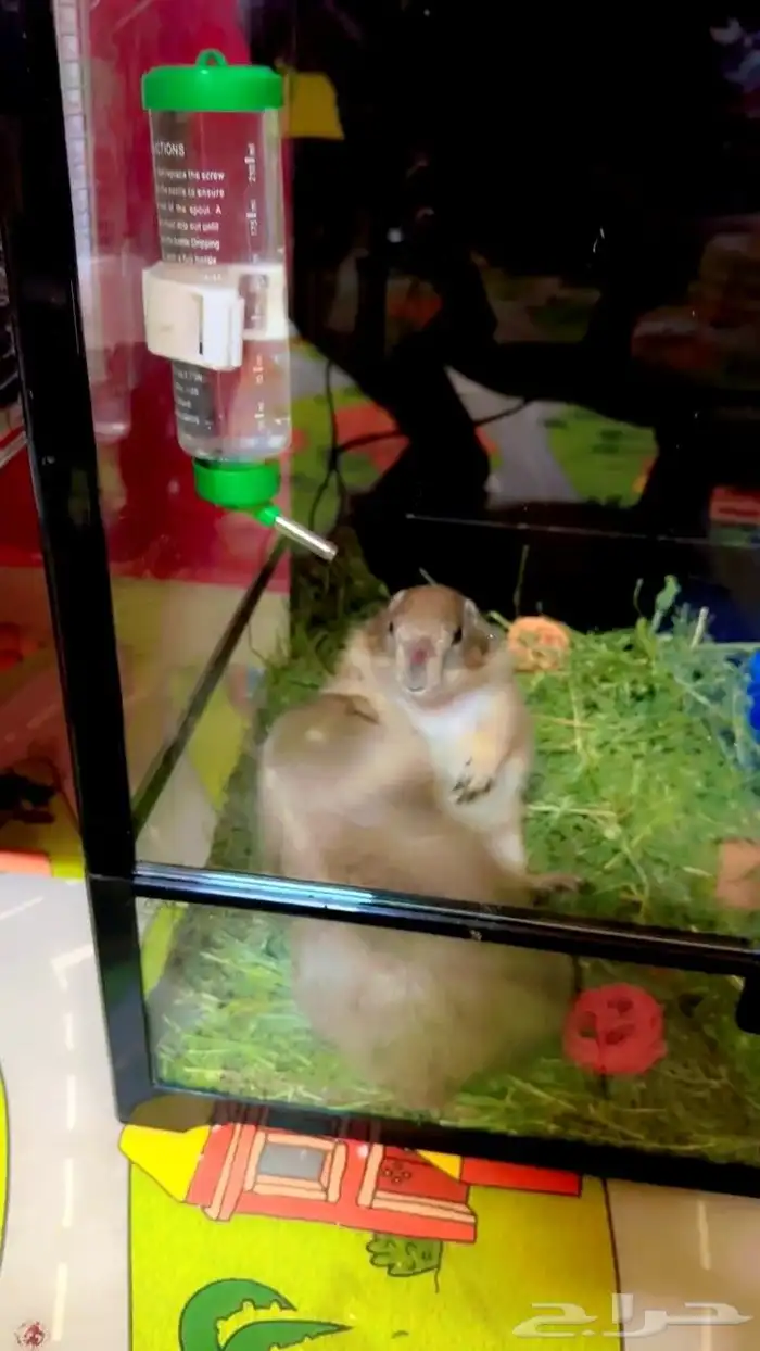 للبيع زوج سنجاب الحقول النادر 0