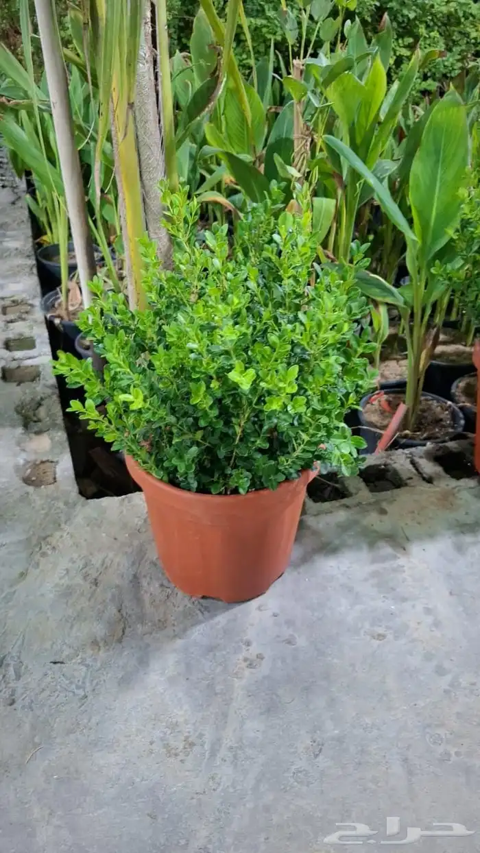 مشتال افندينه لي ازراعه وتنثيك الحديف و الشجار المثمره 3