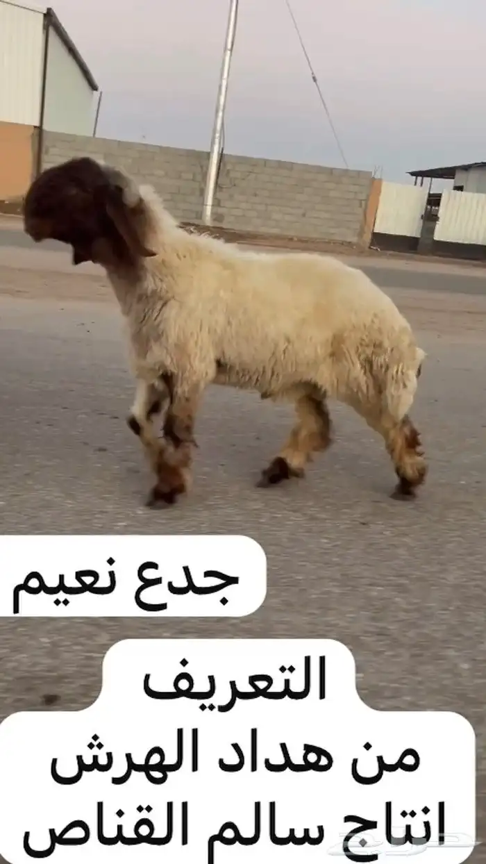 جدعان نعيم صنف للبيع 5