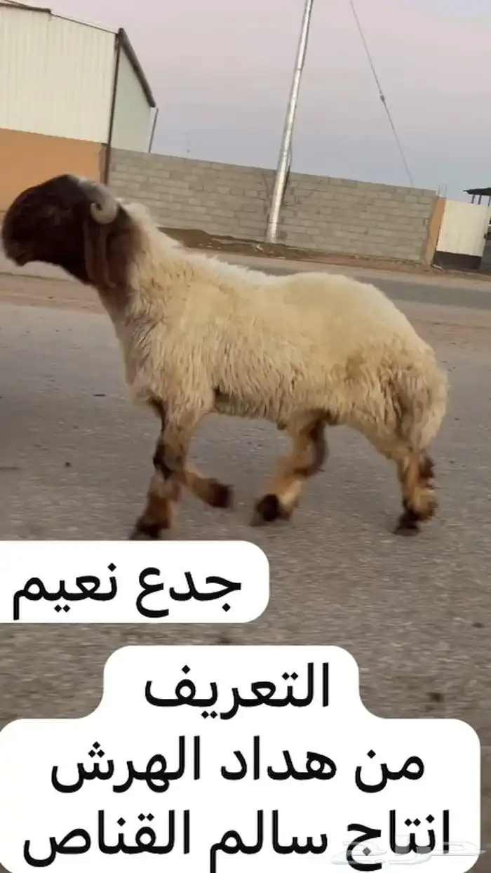 جدعان نعيم صنف للبيع 2