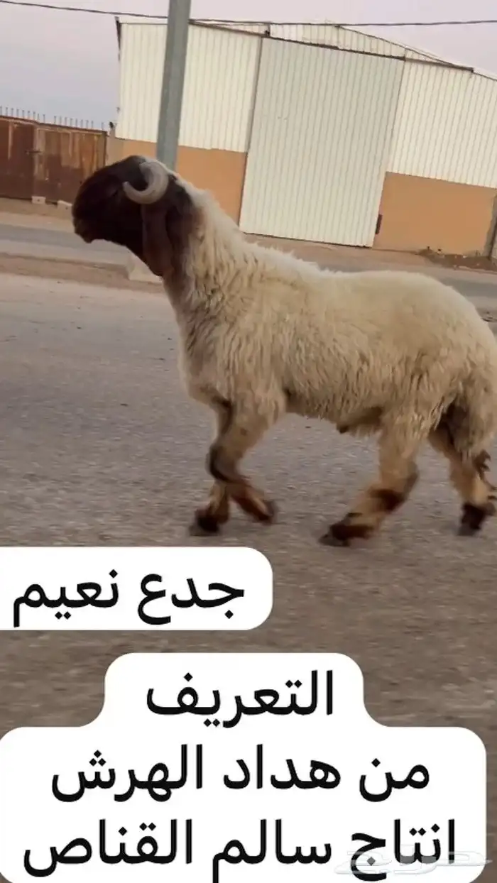 جدعان نعيم صنف للبيع 0