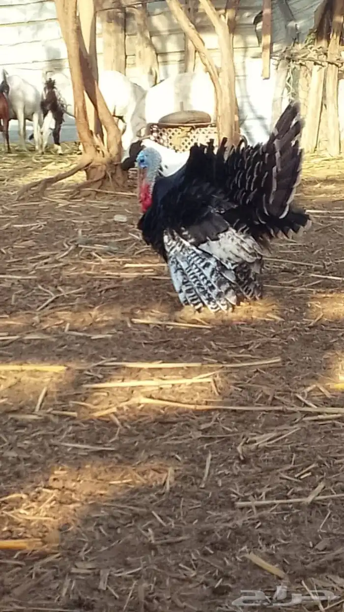 دجاج رومي ثنتين 1