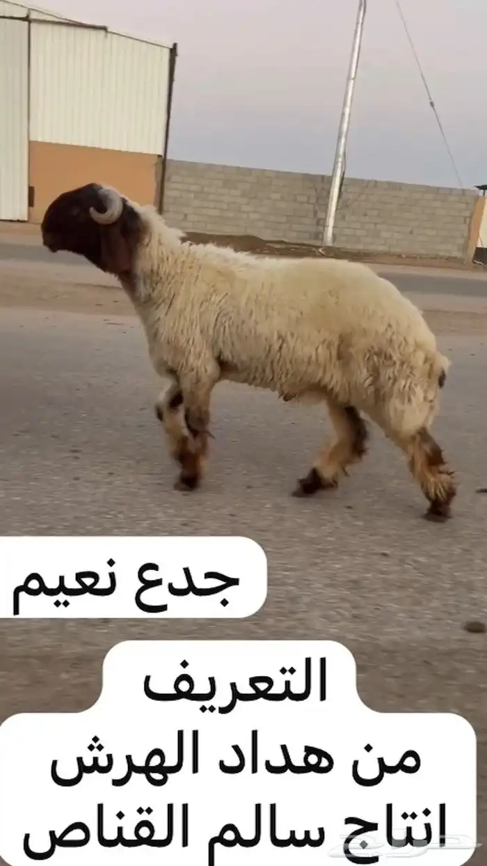 جدعان نعيم صنف للبيع 1