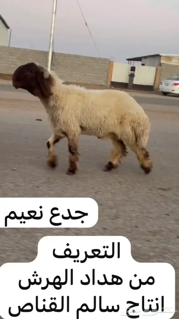 جدعان نعيم صنف للبيع 4