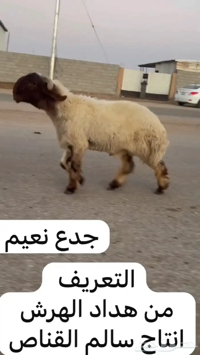 جدعان نعيم صنف للبيع 3
