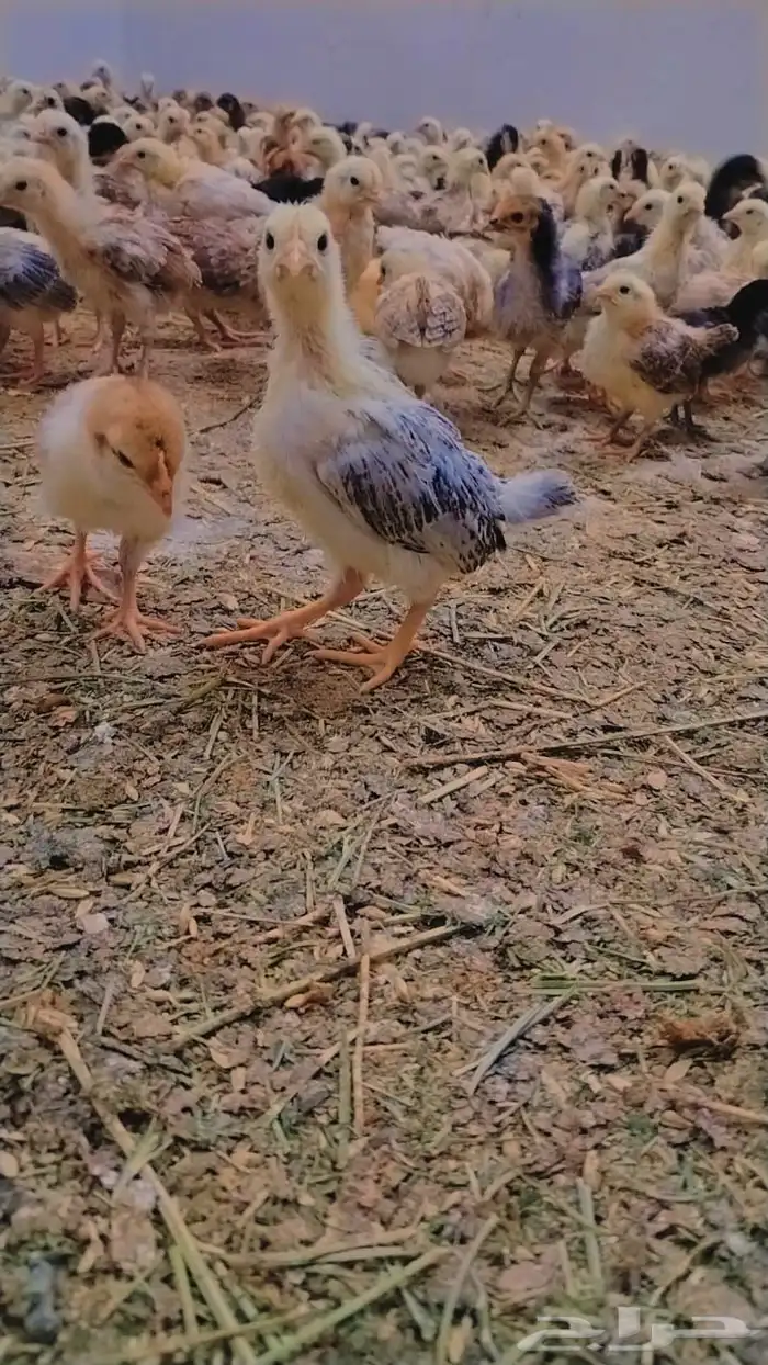 للبيع صيصان ودجاج وبيض بلدي 5