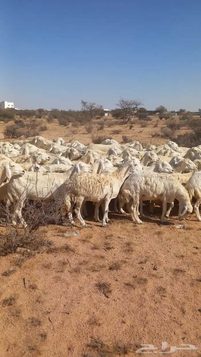 غنم حريات 100راس 0