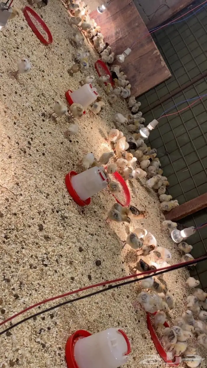 صوص بلدي للبيع 3