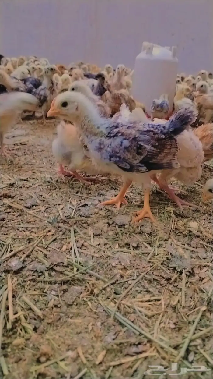 للبيع صيصان ودجاج وبيض بلدي 7