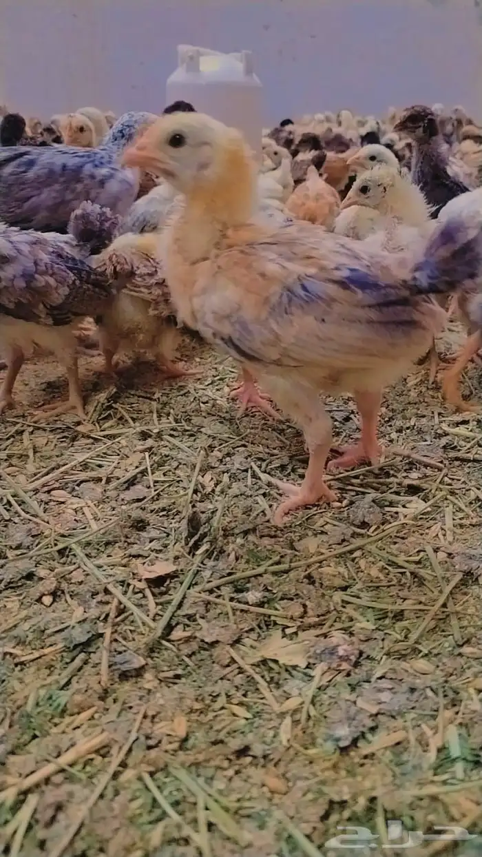 للبيع صيصان ودجاج وبيض بلدي 6