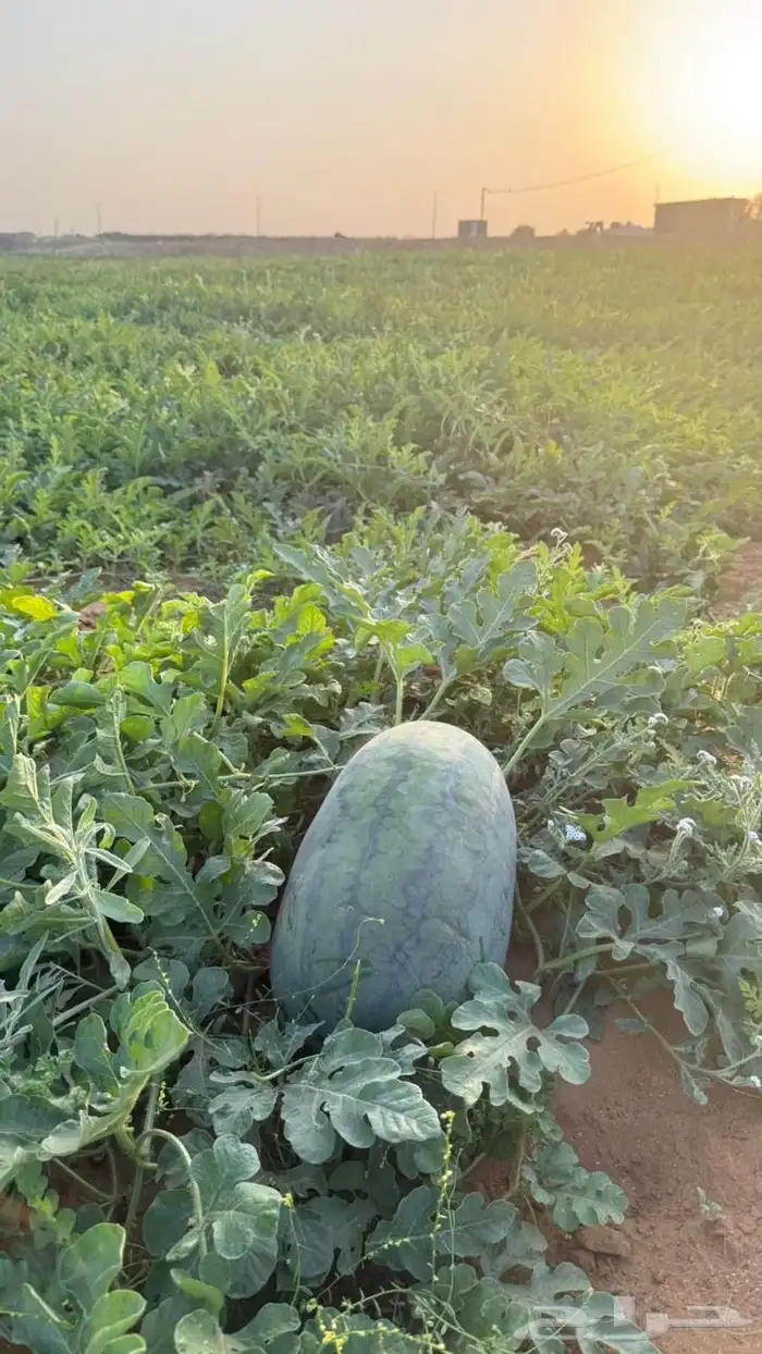 حبحب او بطيخ 4