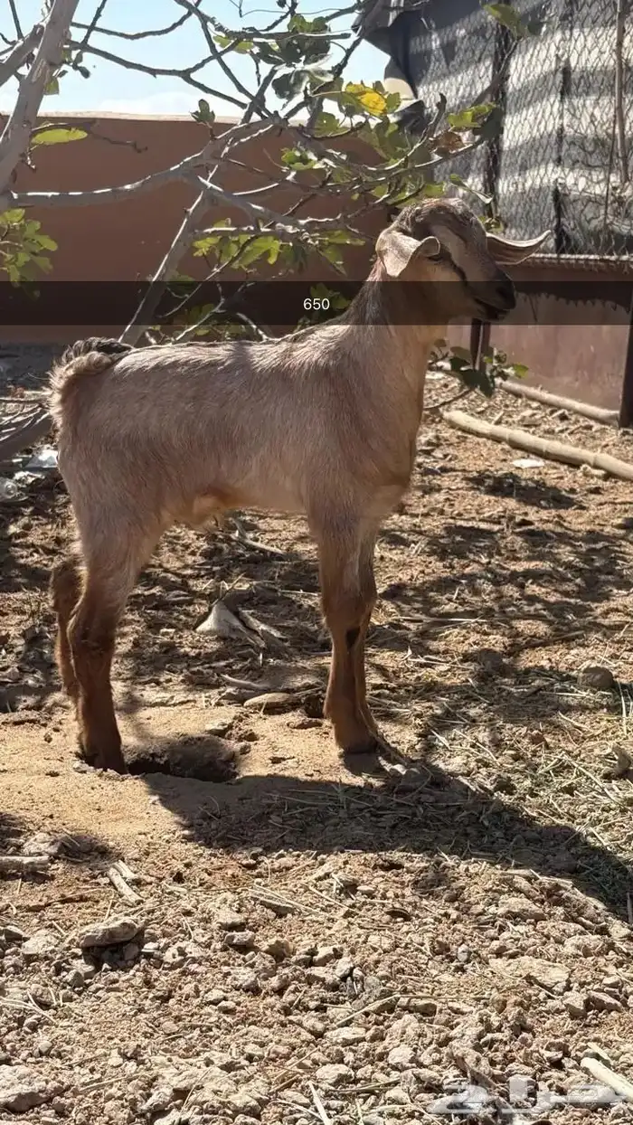 تيوس صغار باقي ترضع السعر من 600 الى 700 2