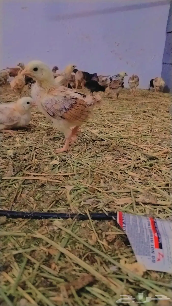 للبيع صيصان ودجاج وبيض بلدي 8