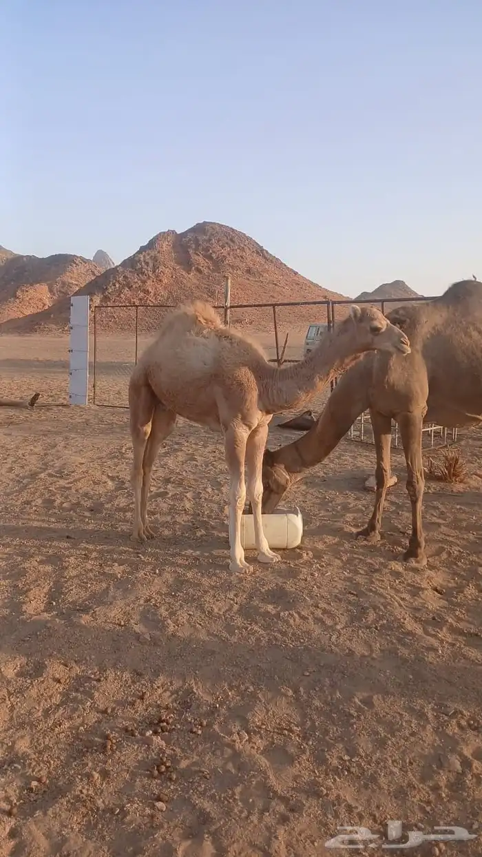 حاشي لباني السن 6 شهور 1