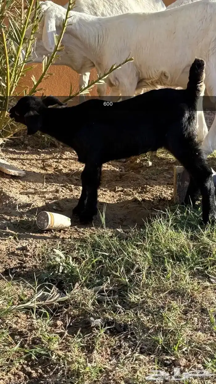 تيوس صغار باقي ترضع السعر من 600 الى 700 3