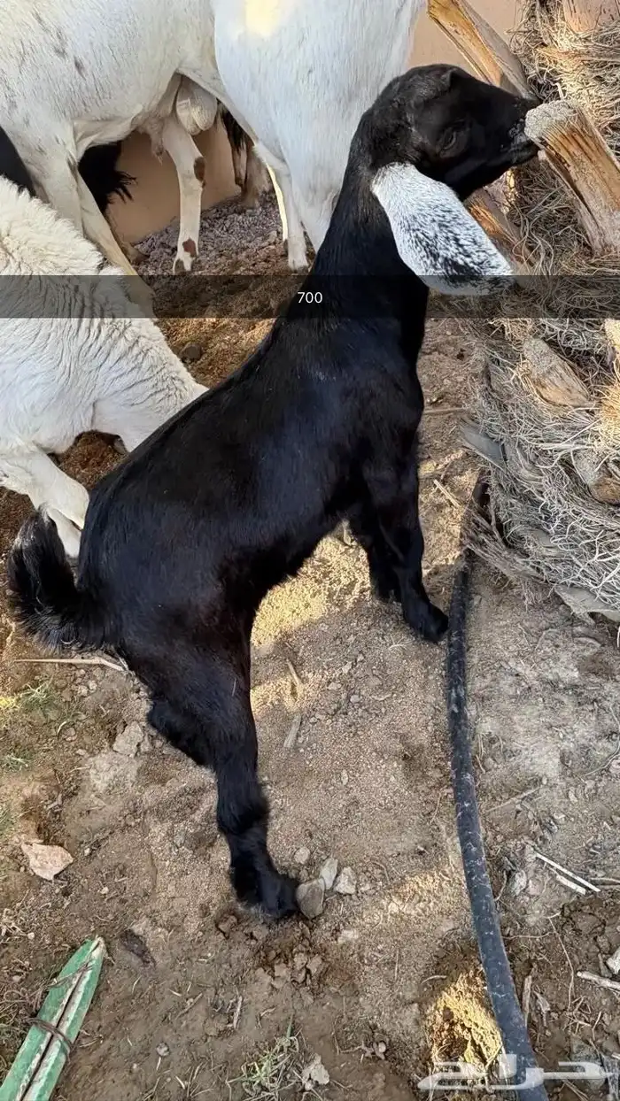 تيوس صغار باقي ترضع السعر من 600 الى 700 1