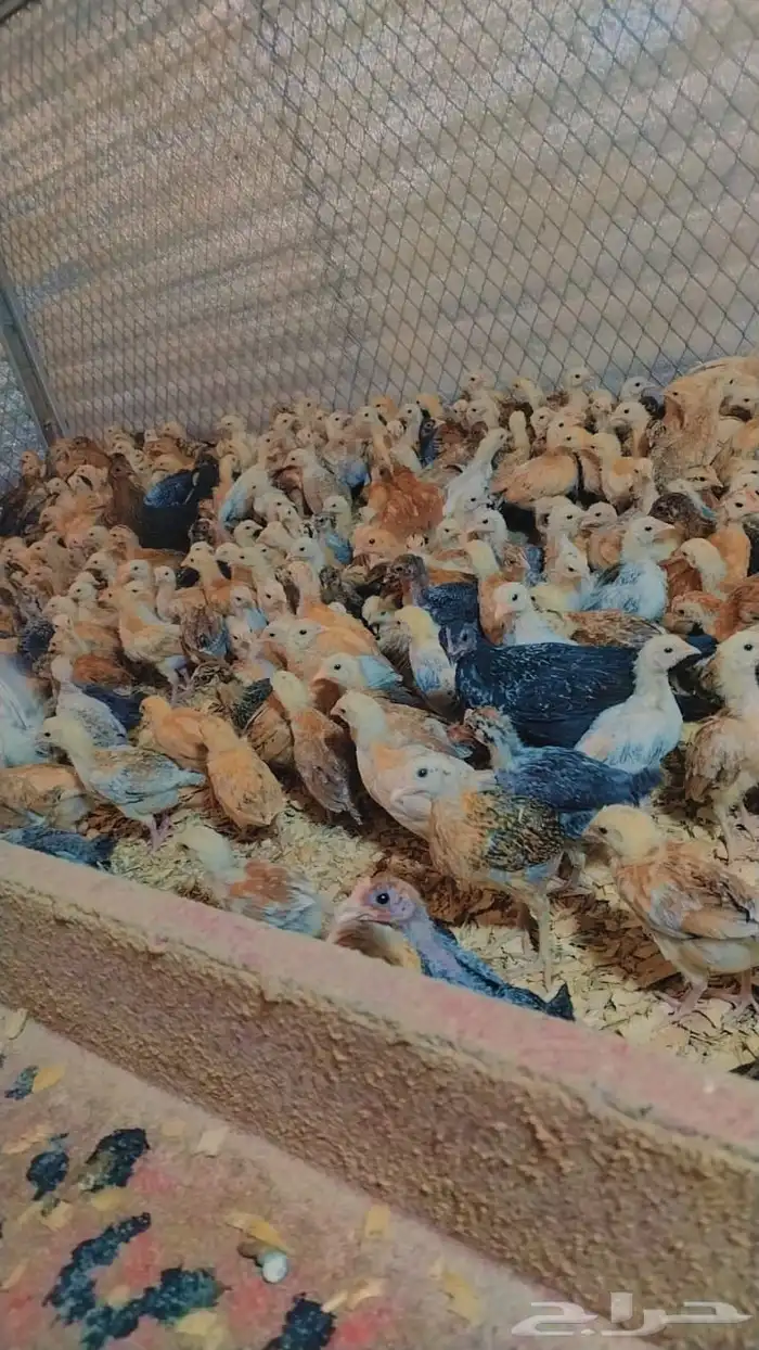 للبيع صيصان ودجاج وبيض بلدي 4