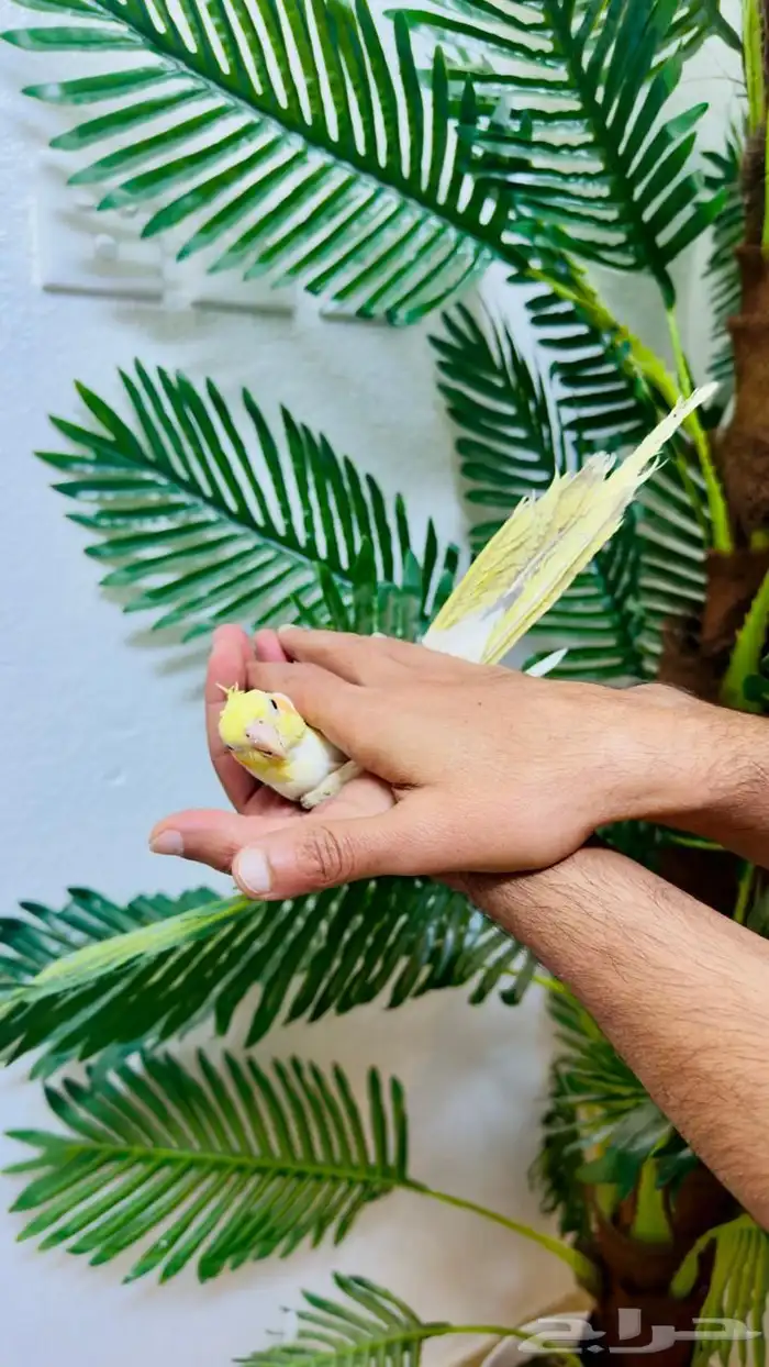 كروان أليف مع الصغير والكبير الحد 500 3