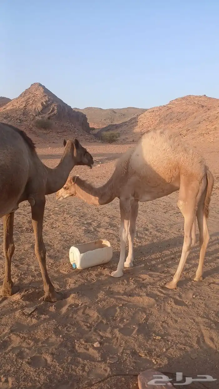 حاشي لباني السن 6 شهور 0