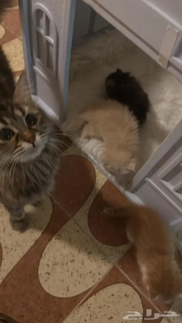 اربع قطط للبيع العمر شهرين تاريخ الميلاد10 09 2025 1