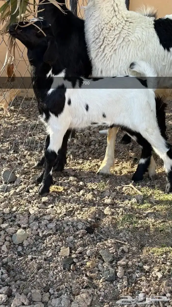 تيوس صغار باقي ترضع السعر من 600 الى 700 0