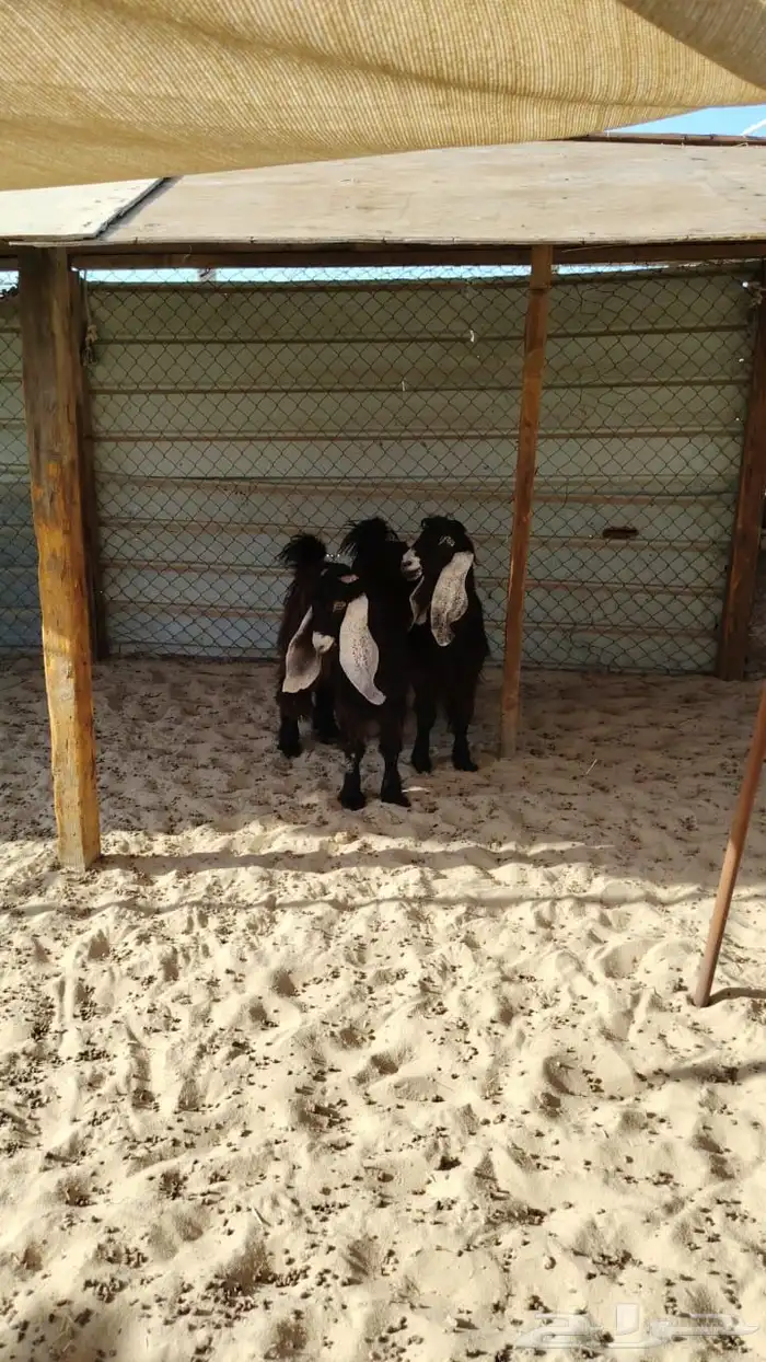 معزا عوراض للبيع 2