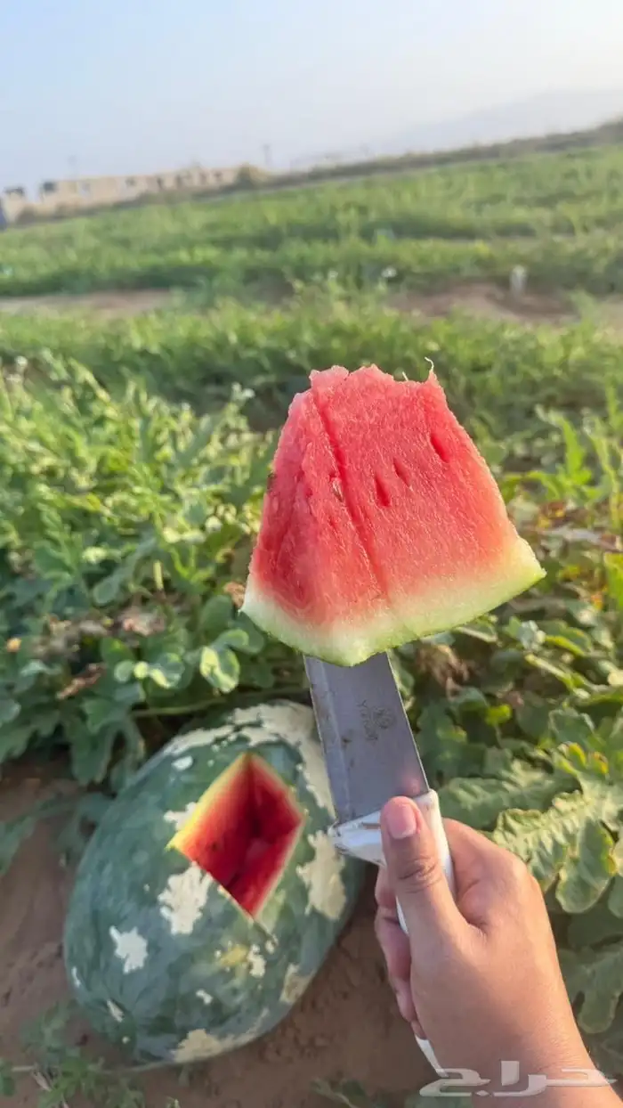 حبحب او بطيخ 5