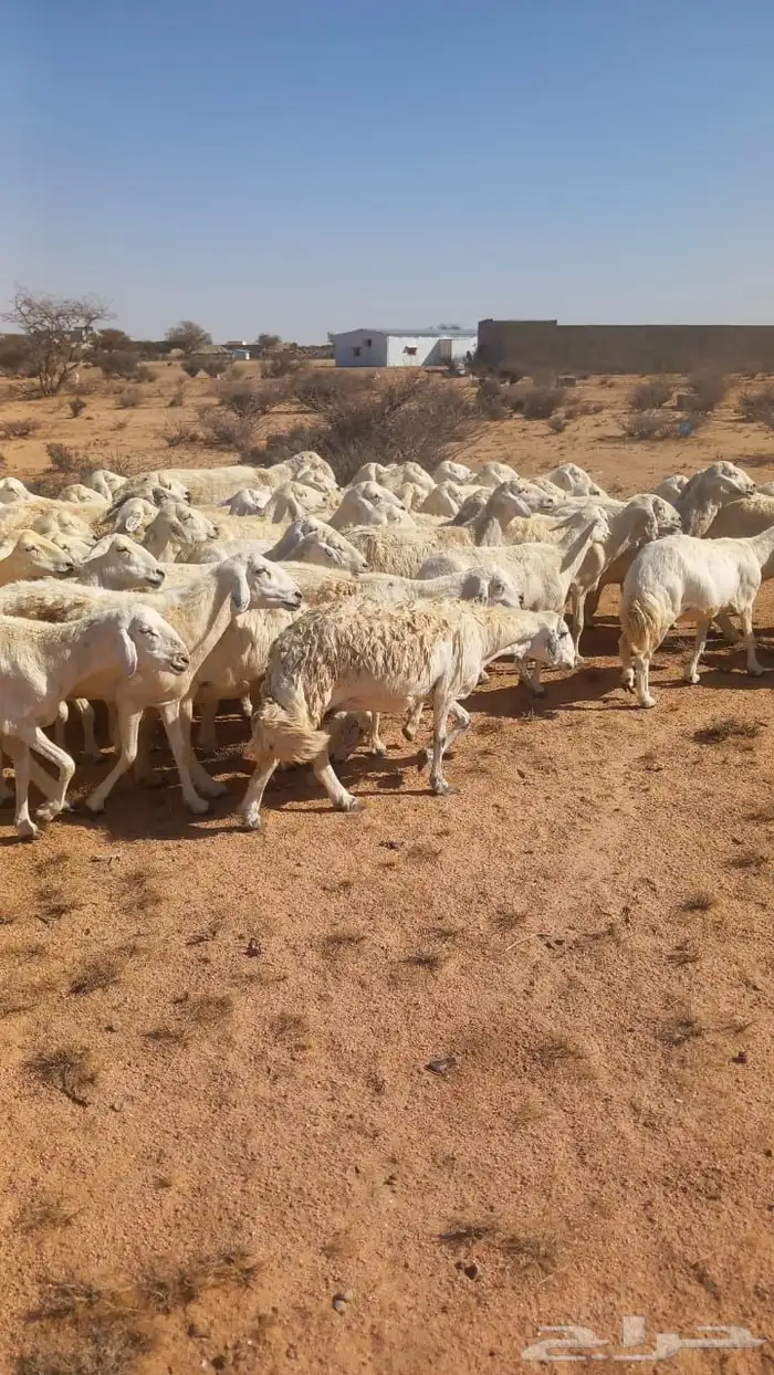 غنم حريات 100راس 1