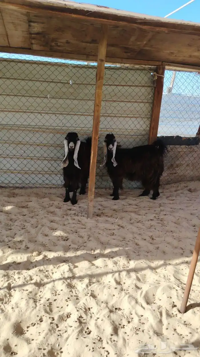 معزا عوراض للبيع 1