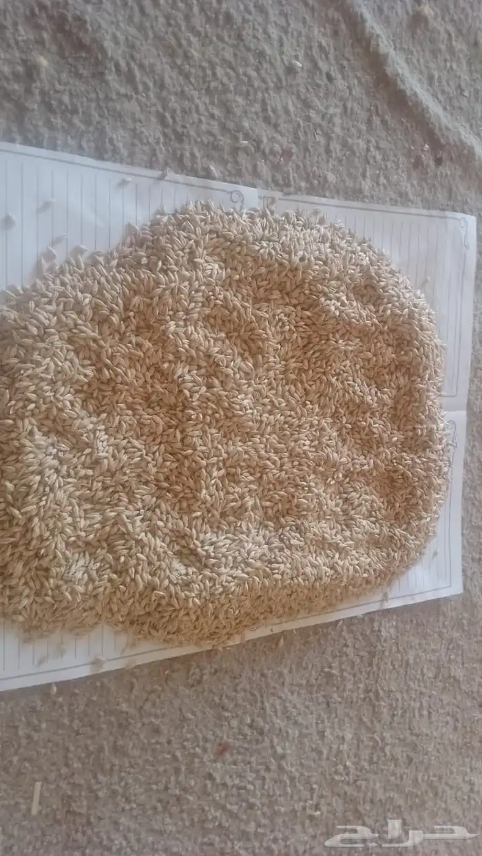 شعير سداسي امريكي جيل ثاني 0