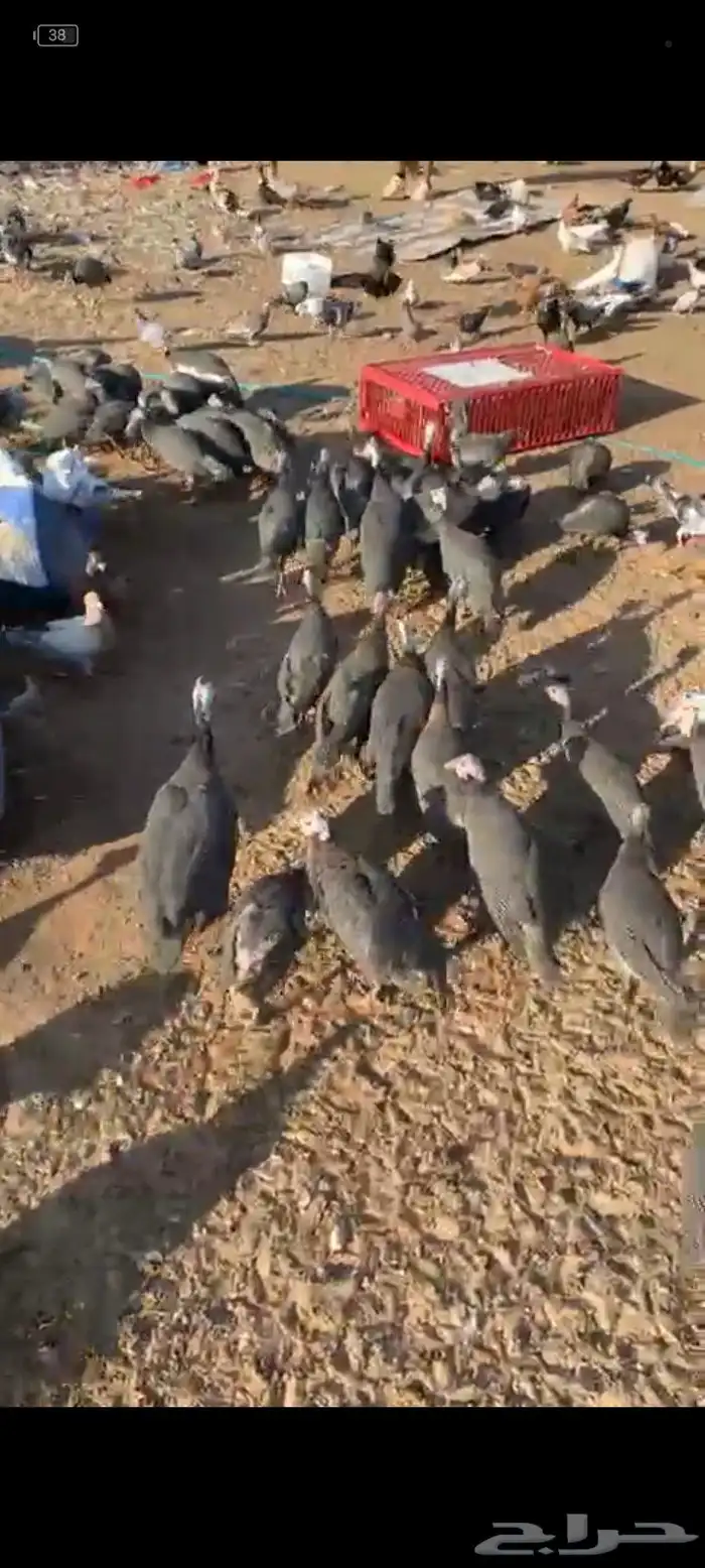 دجاج حبش للبيع الحبه 25 0