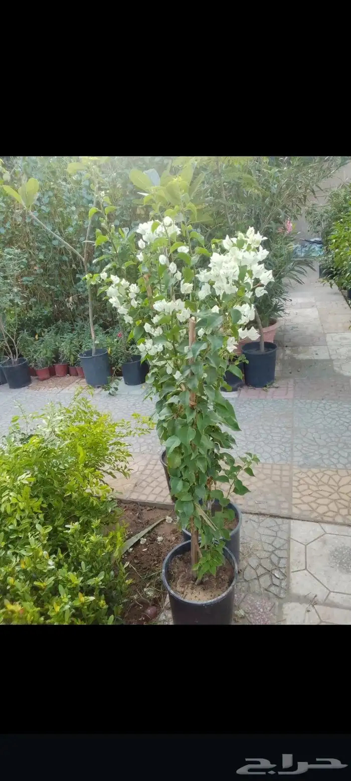 مزارع ومنسق حدائق 9