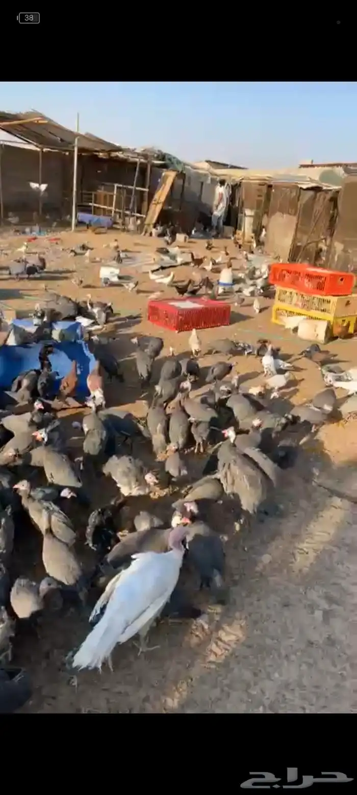 دجاج حبش للبيع الحبه 25 2