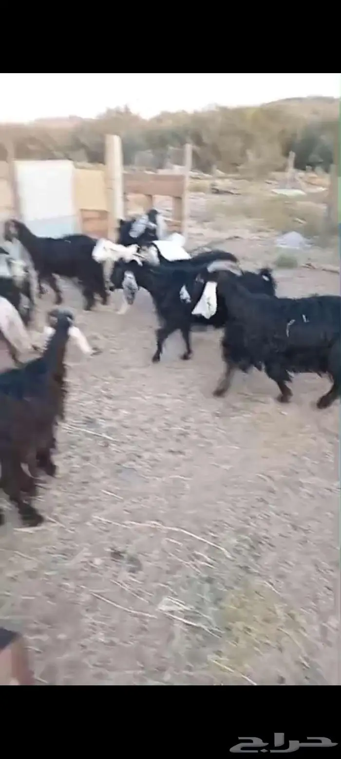 معزا عوارض للبيع العدد 7 من 350 0