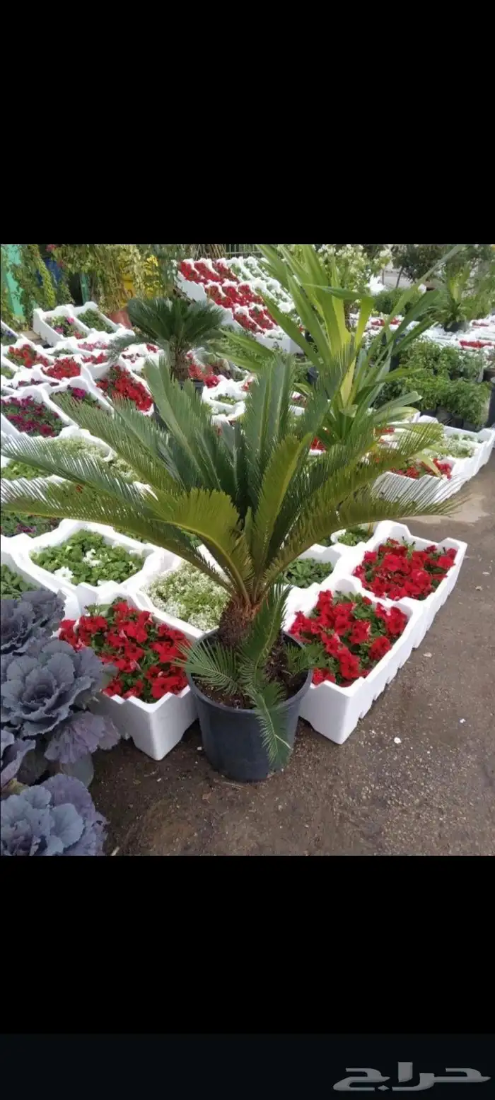 مزارع ومنسق حدائق 8