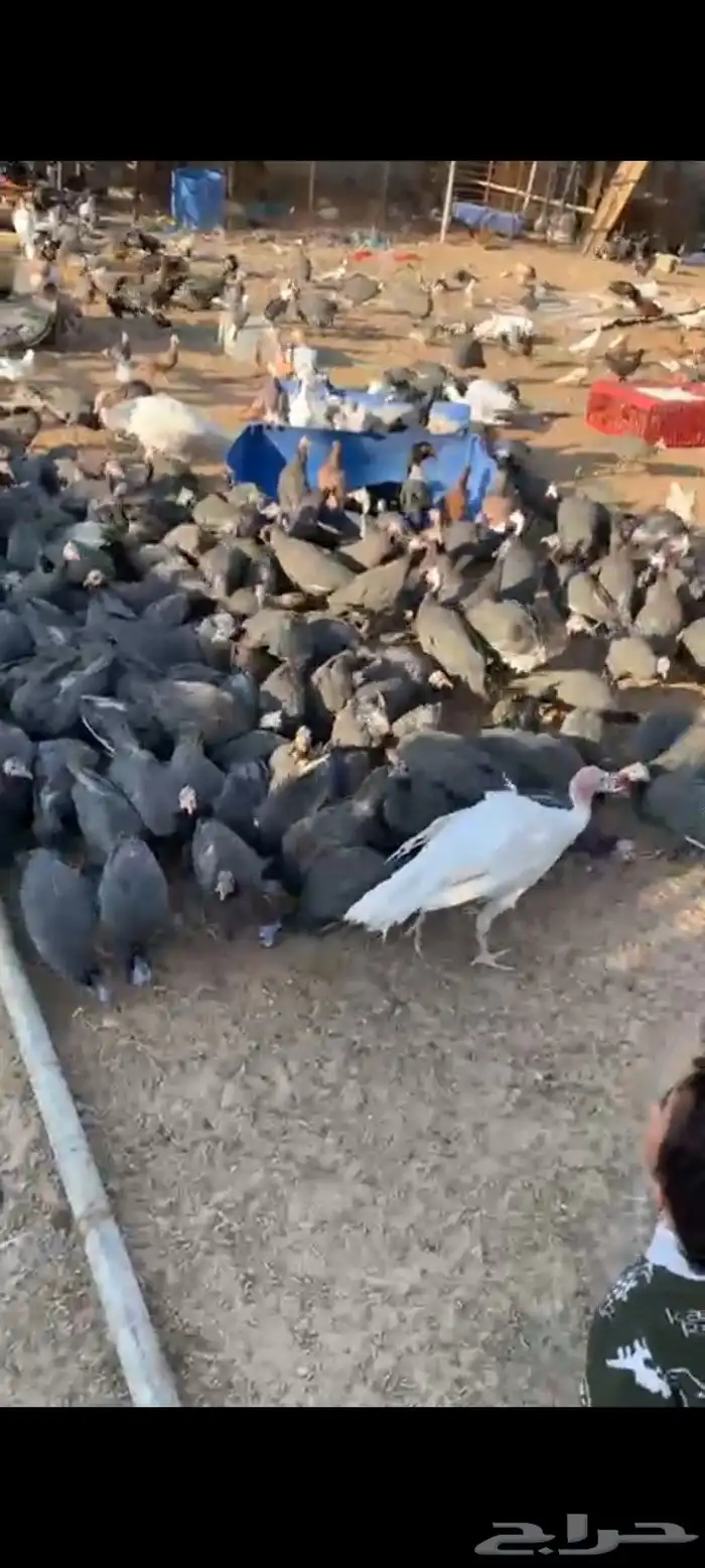 دجاج حبش للبيع الحبه 25 1