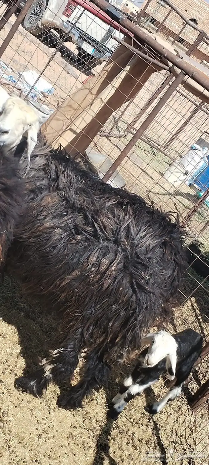 ولدا 3 الموقع تيماء 0